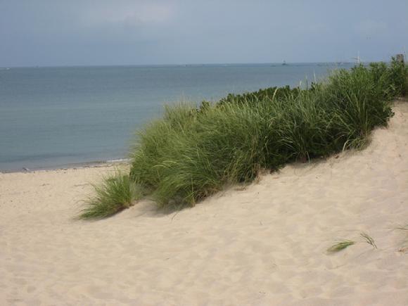 Nantucket beach and dune grass by Sarah Laurence