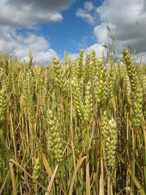 wheat field close up and sky photo by sarah laurence