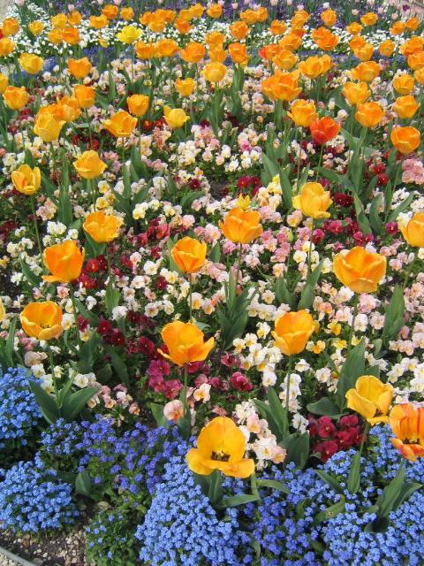regents park tulips and flower beds photo by Sarah Laurence