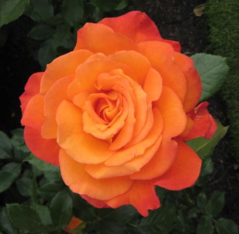 rose, queen mary's gardens, regents park england photo by Sarah Laurence