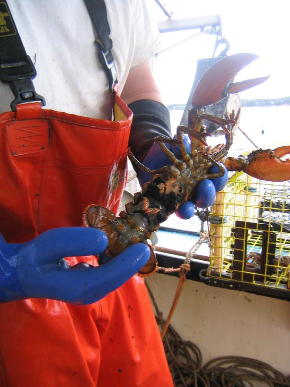 female lobster with eggs photo by Sarah Laurence