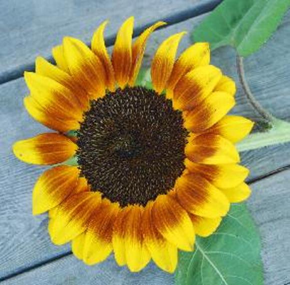 sunflower photo by Sarah Laurence
